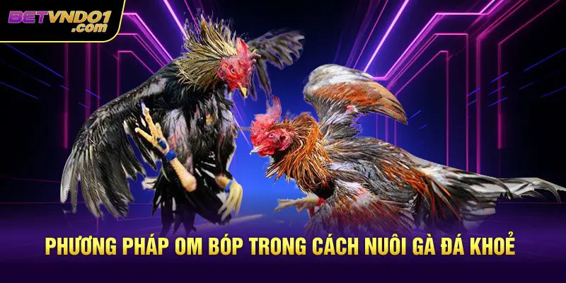 Phương pháp om bóp trong cách nuôi gà đá khoẻ