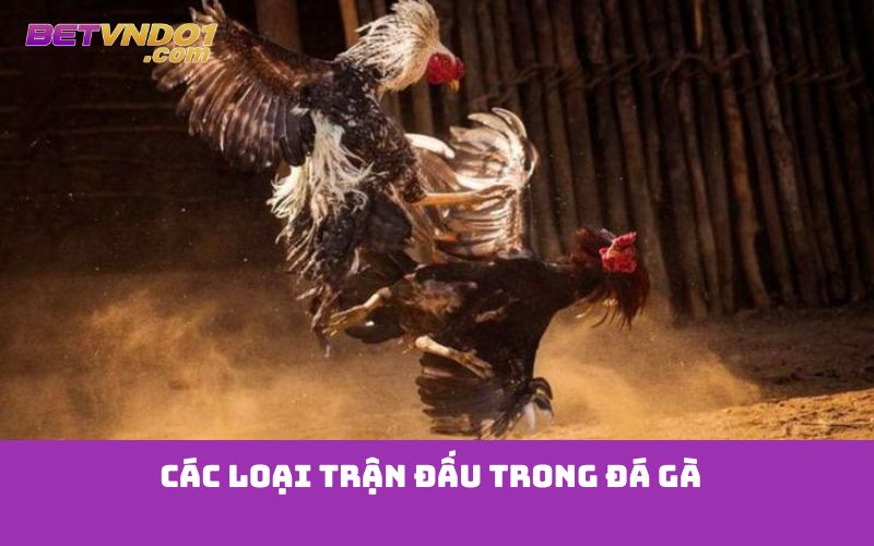 Các loại trận đấu trong đá gà