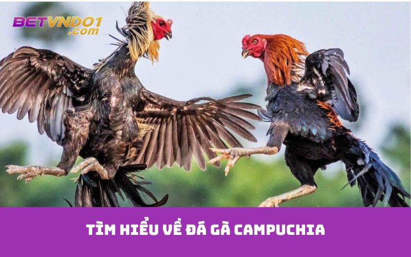 Tìm hiểu về đá gà Campuchia