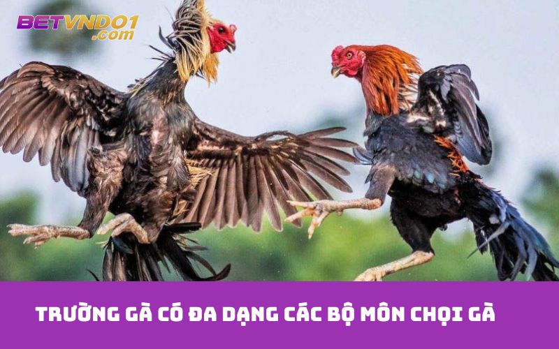 Trường gà có đa dạng các bộ môn chọi gà