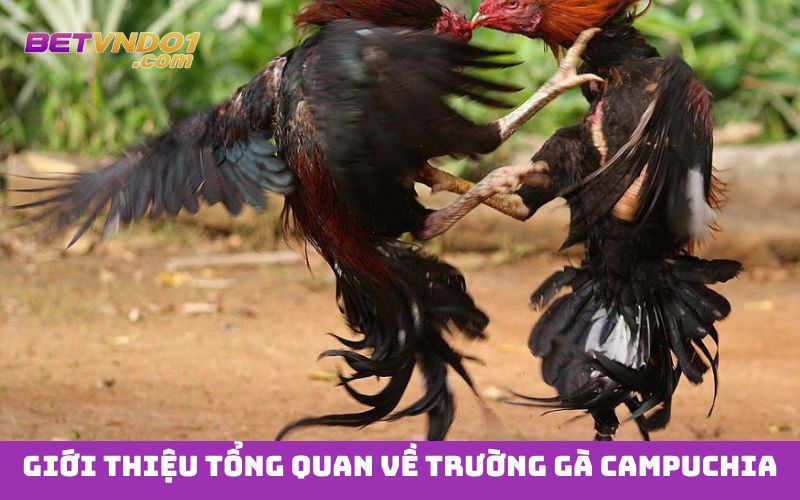 Giới thiệu tổng quan về trường gà Campuchia